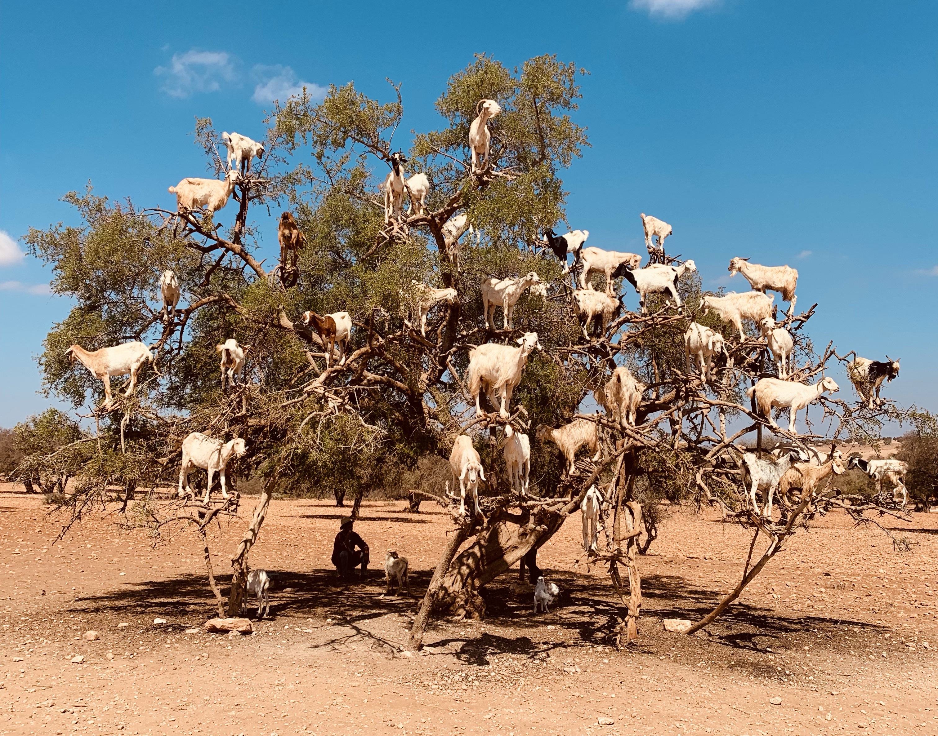 Ziegen auf einem Argan-Baum